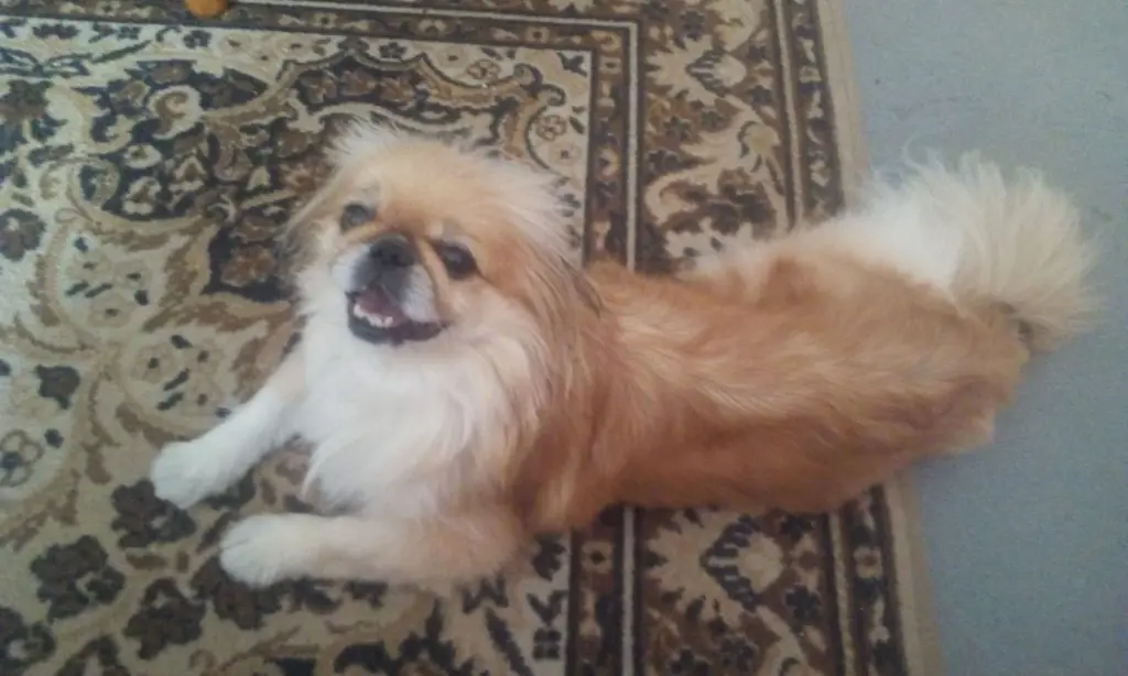 Andachtsbild von Annett