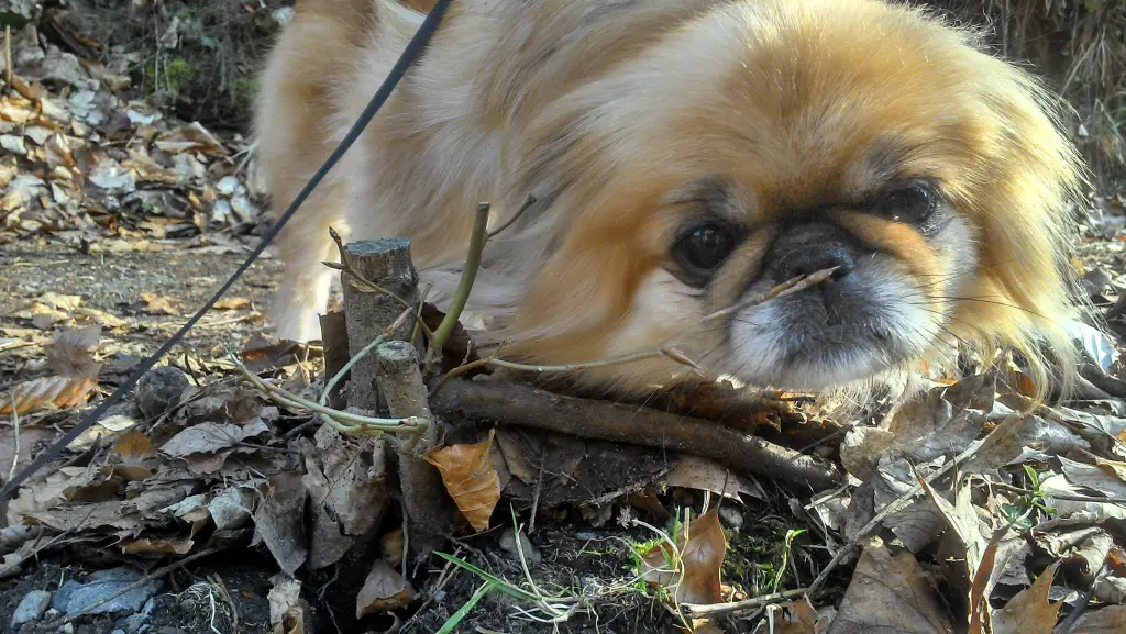 Andachtsbild von Annette