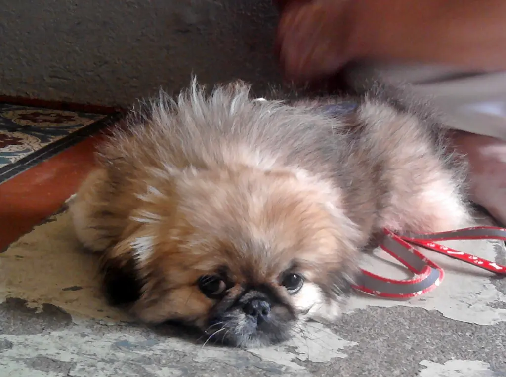 Andachtsbild von Annette