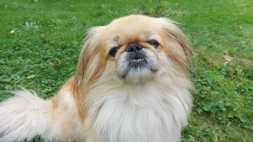 Andachtsbild von Annette