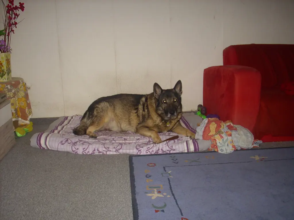 Image from paplo