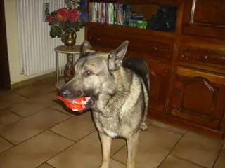 Image from paplo
