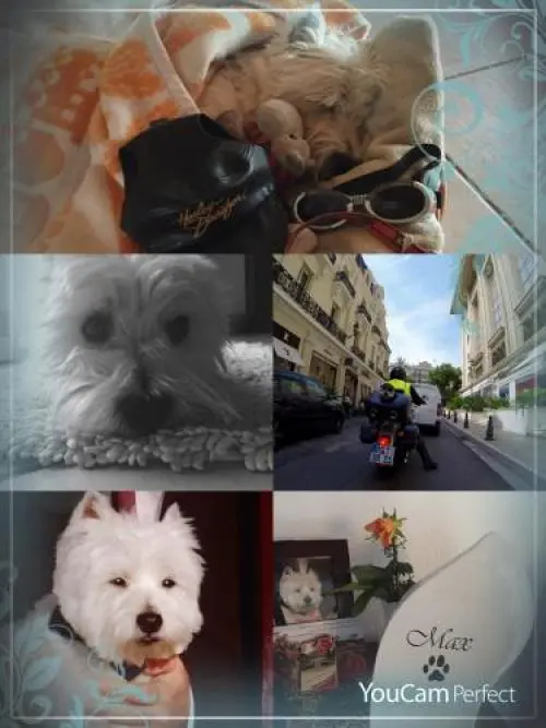 Image from Max
