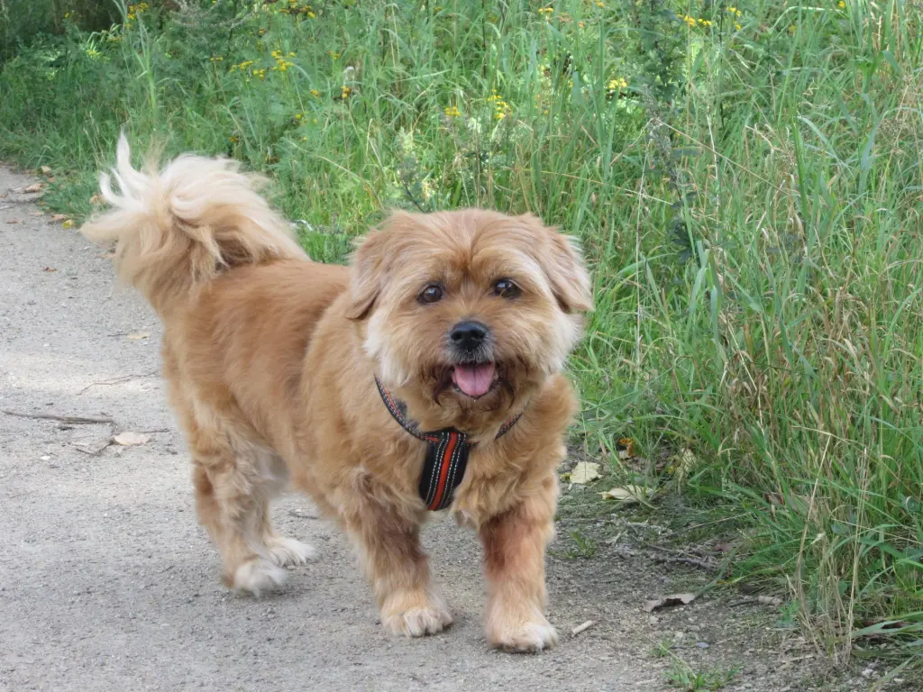 Bild von Rambo