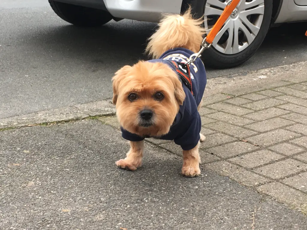 Bild von Rambo