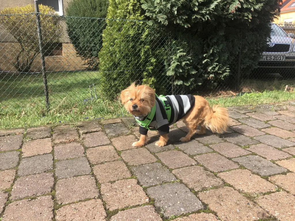 Bild von Rambo