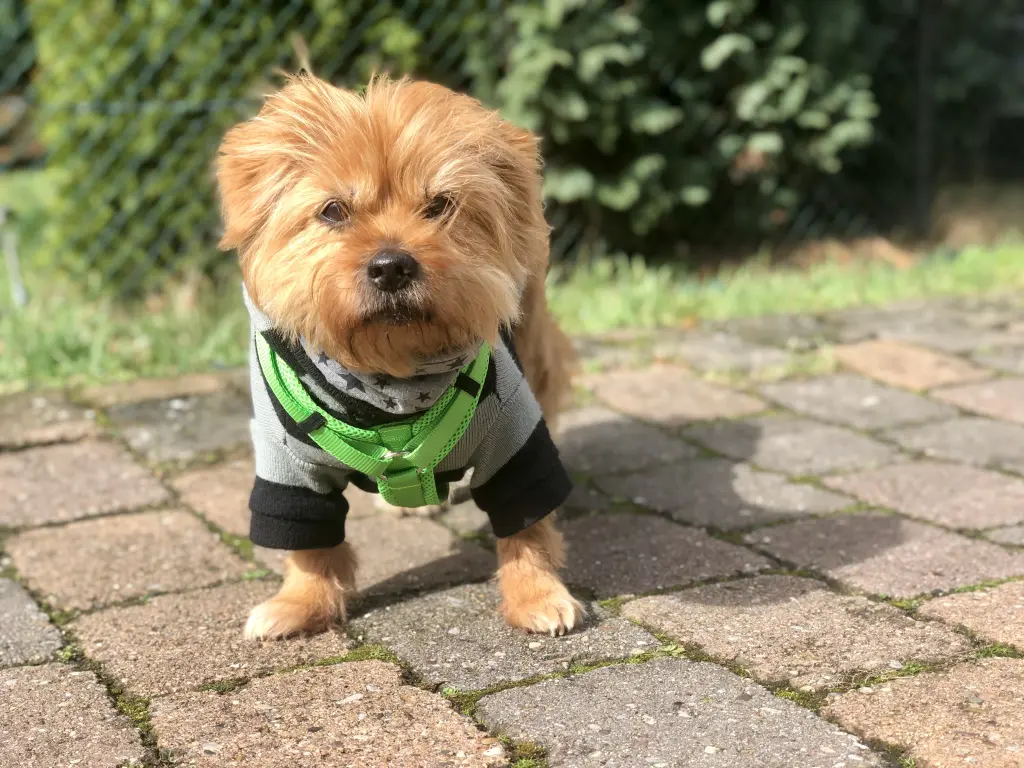 Bild von Rambo