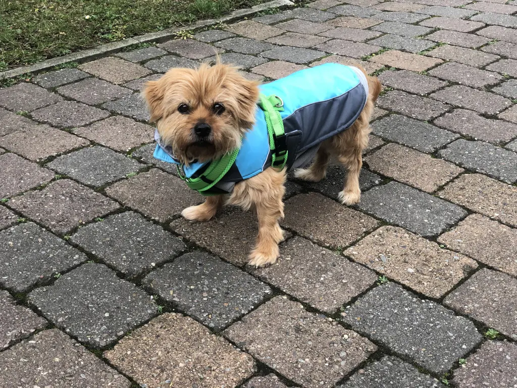 Bild von Rambo