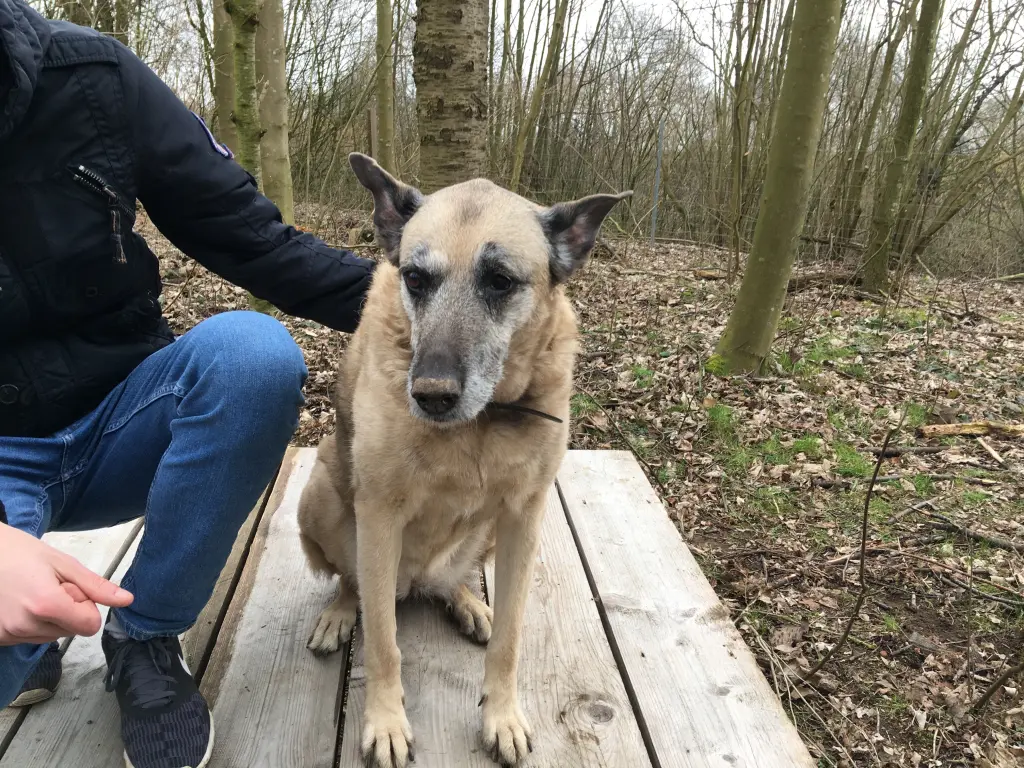 Image from Scooby