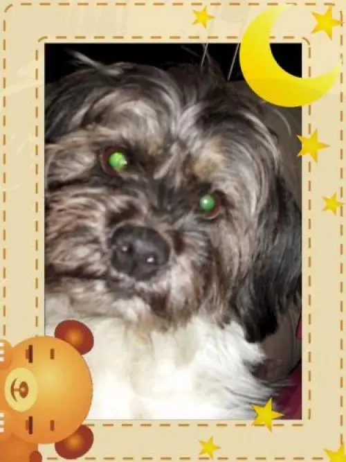 Image from Snoopy