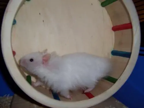 Image from Emil MEIN TEDDYHAMSTER