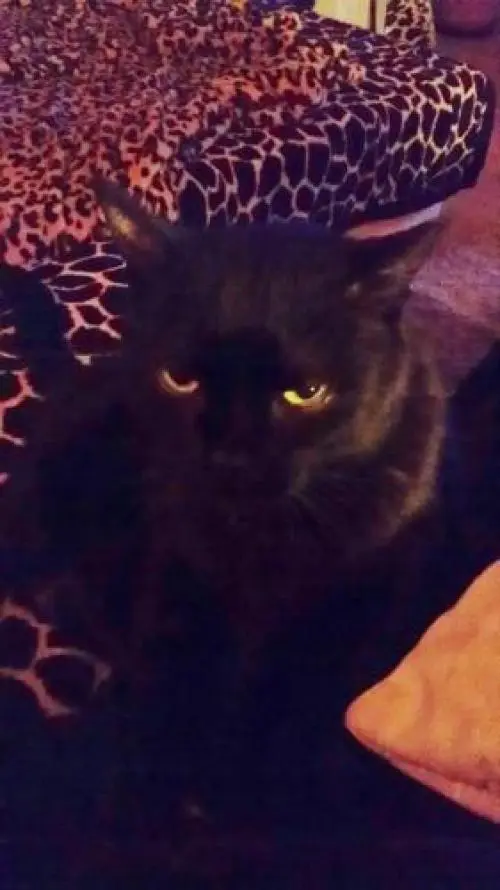 Image from Blacky