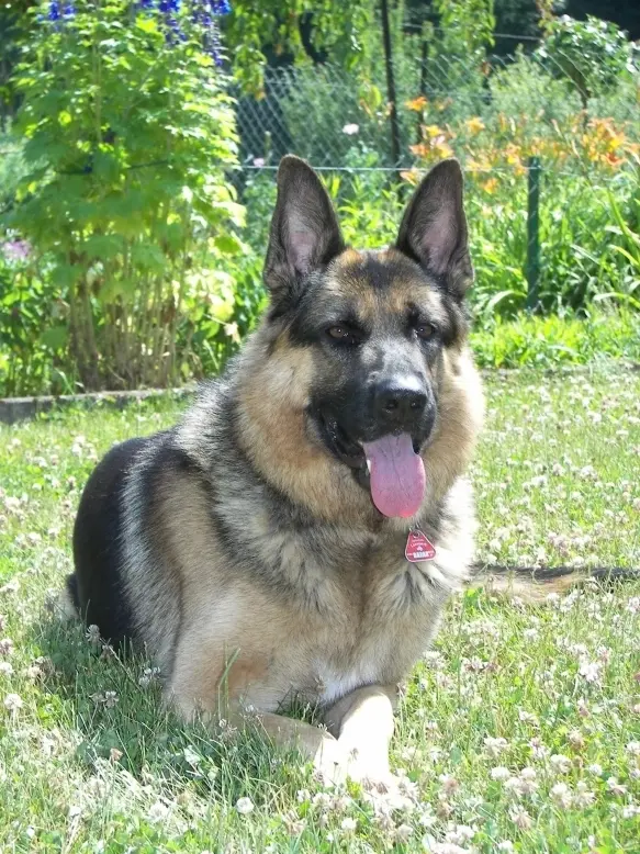 Image from Odin