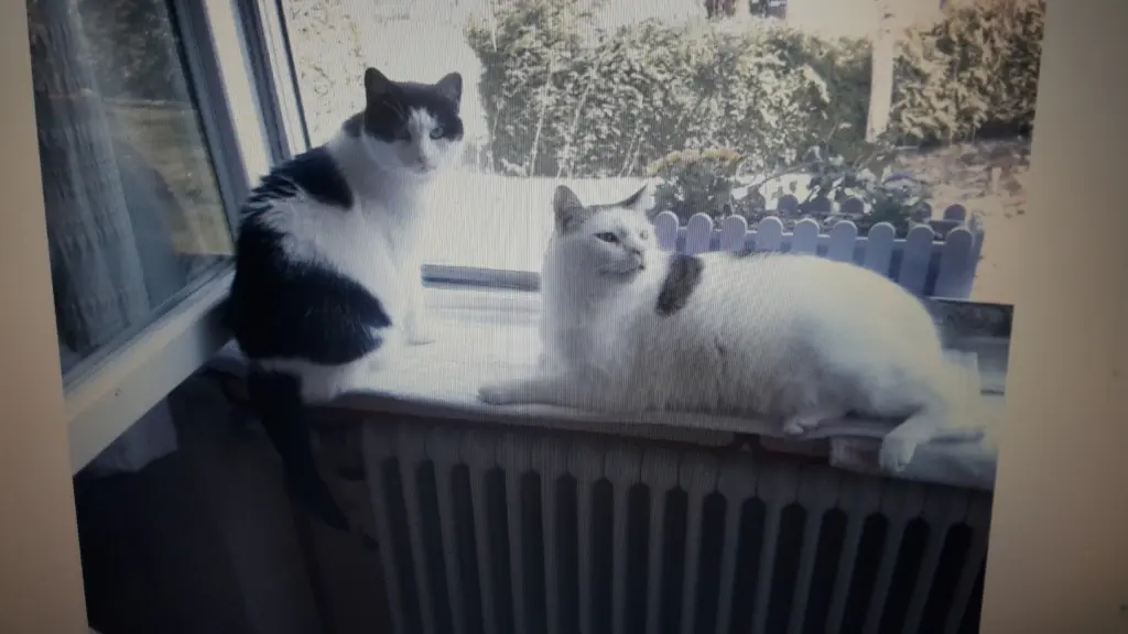 Andachtsbild von Eike und Edeltraud mit Mulle, Miezi und Jonny tief im Herzen 