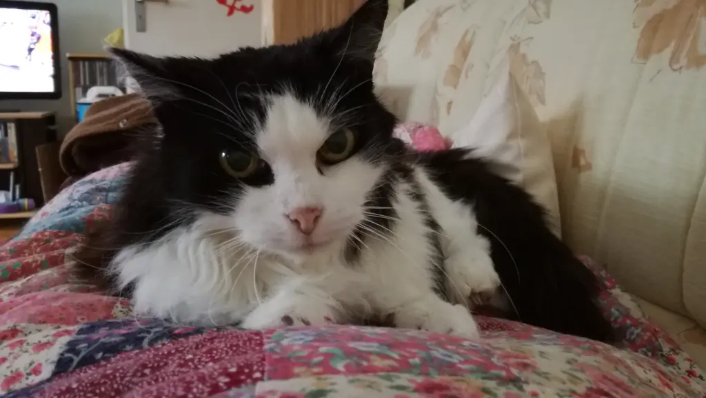 Bild von Minou