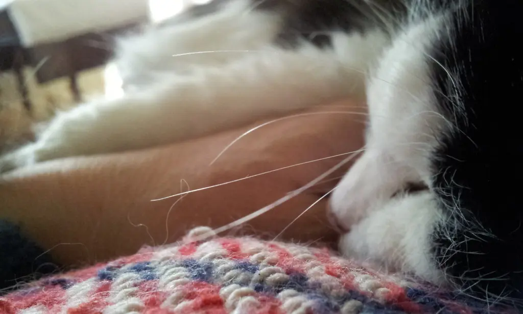 Bild von Minou