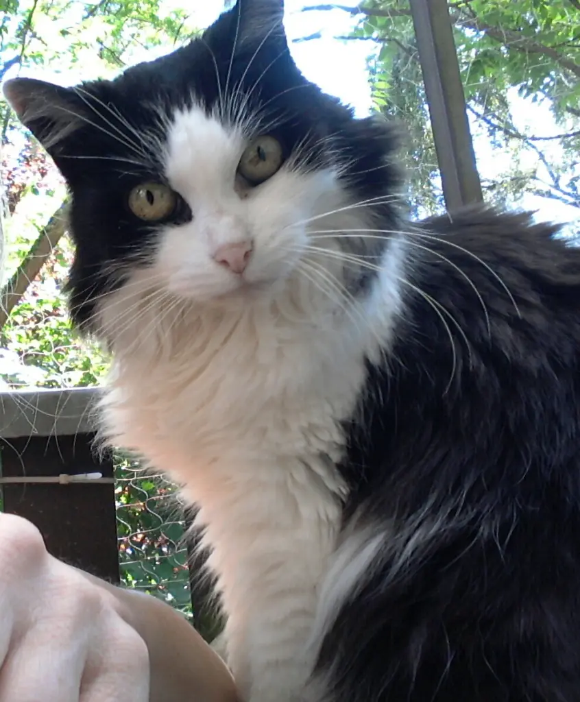 Bild von Minou
