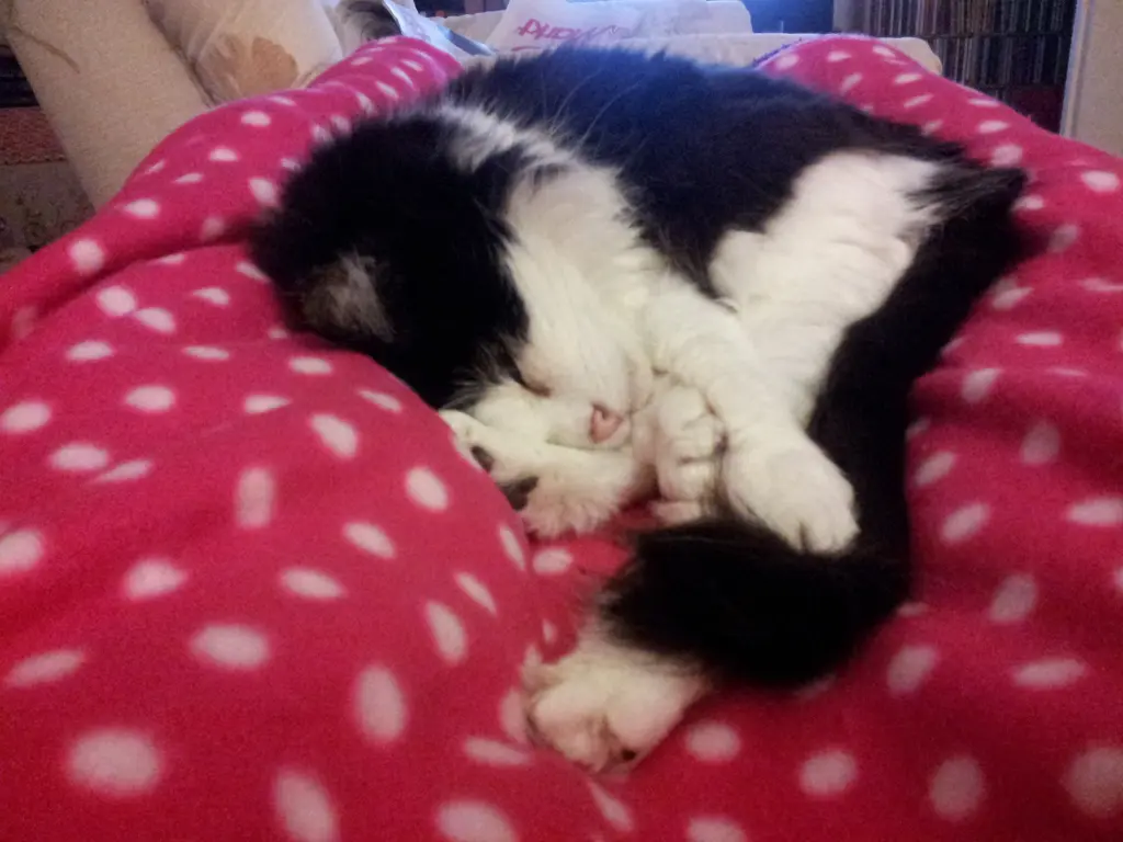 Bild von Minou