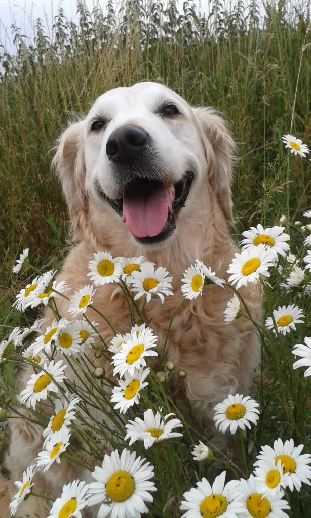 Condolence image of Unbekannt