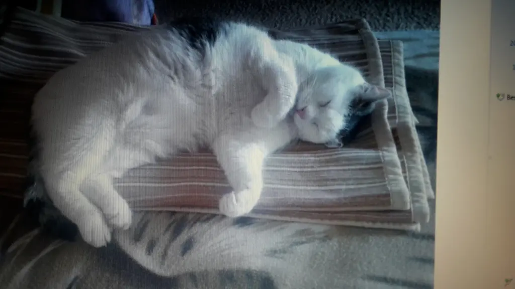 Andachtsbild von Eike und Edeltraud mit Mulle, Miezi und Jonny tief im Herzen 