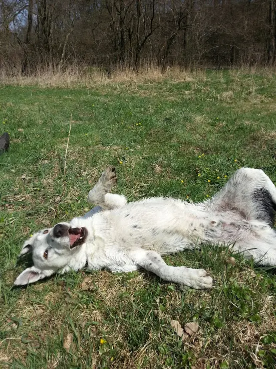 Image from Balto