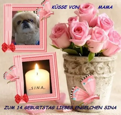 Image from S I N A - EINE GANZ BESONDERE PEKIGNESIN