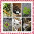 Andachtsbild von Ilse mit Jule, Gismo, Fee und Minna tief im Herzen