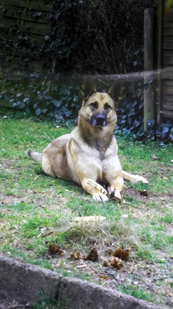 Andachtsbild von Claudia mit Tara im Herzen