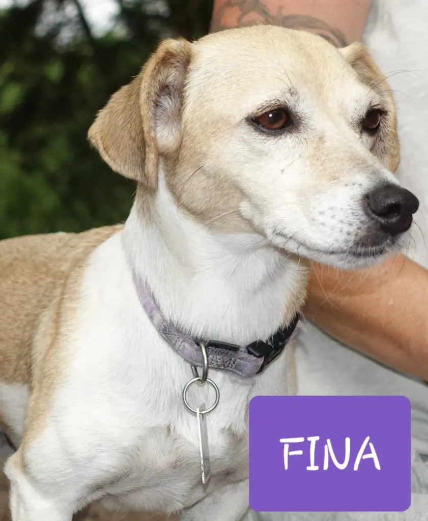 Image from Fina