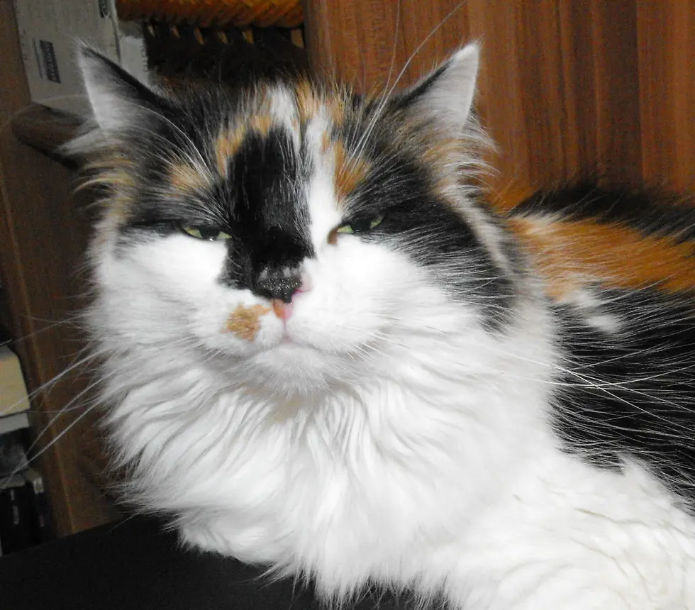 Condolence image of Deinen Katzeneltern