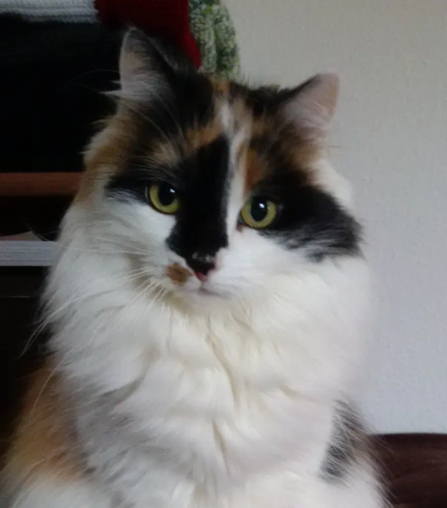 Image from Cherie