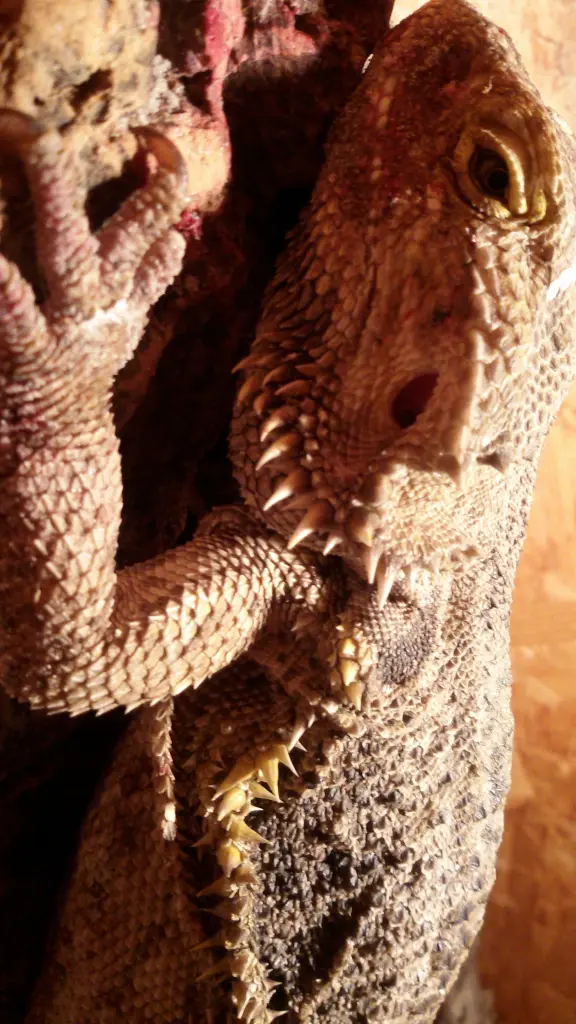 Image from Zeus