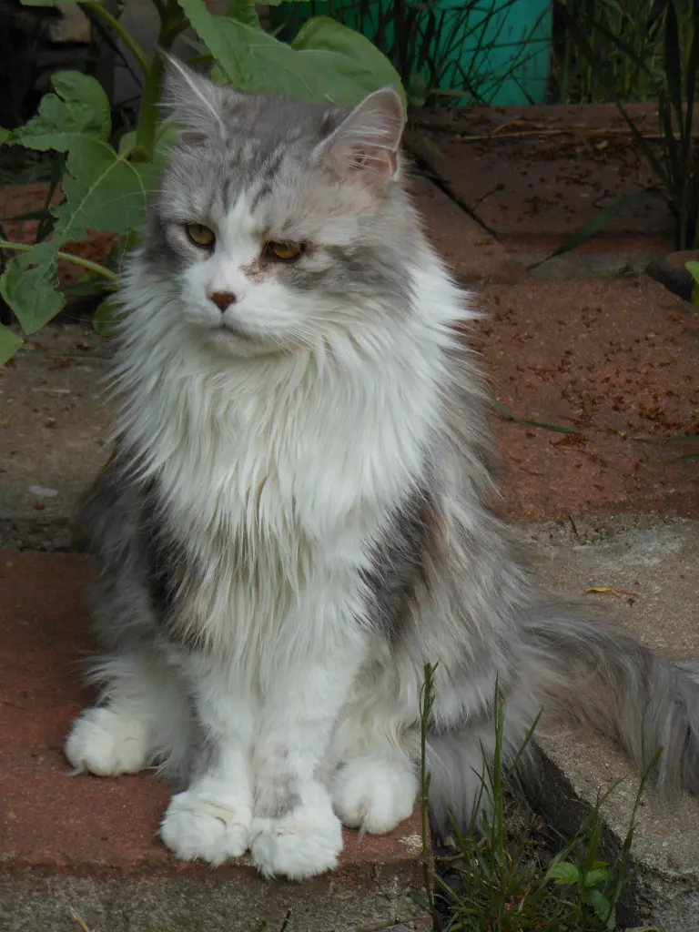Image from Leo