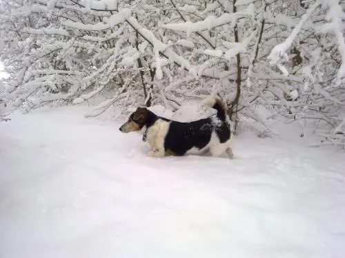 Image from Rambo