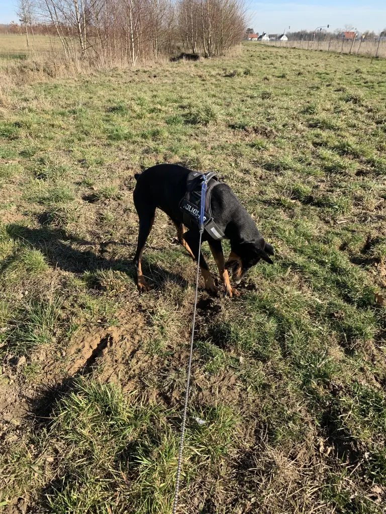 Image from Püppie