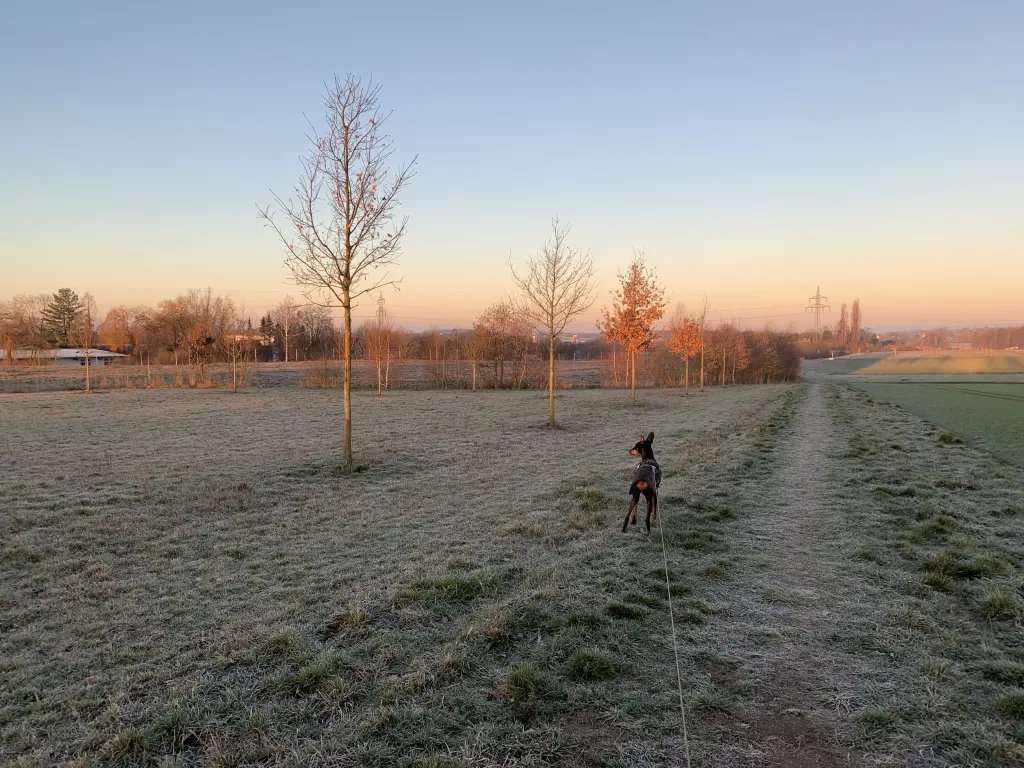 Image from Püppie