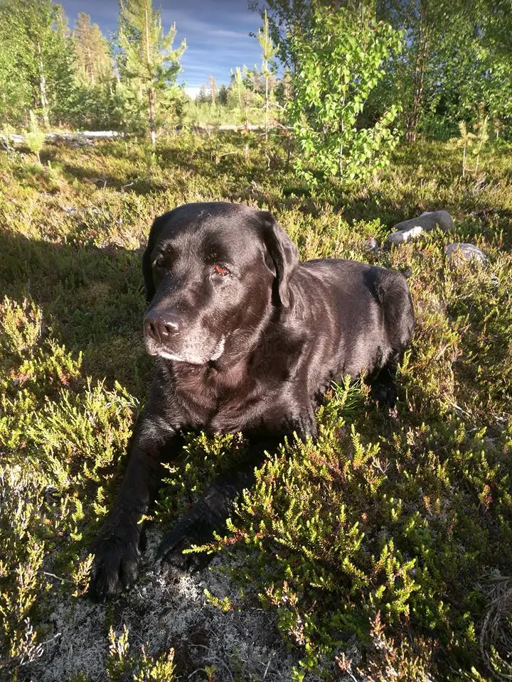 Image from Lellu