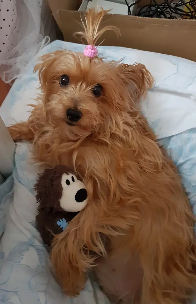 Condolence image of Dein Hundepapa, deine Hundemama und dein trauriger Benji der Dich immer sucht