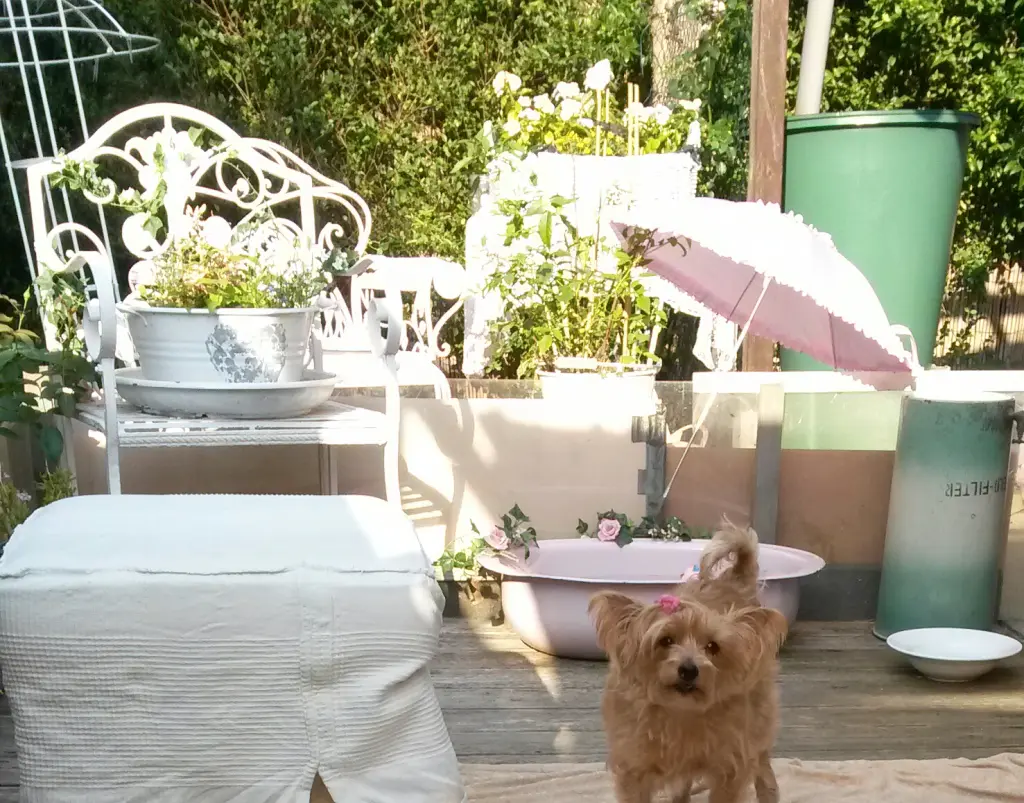 Condolence image of Deine Hundemama, Dein Hundepapa und Dein geliebter Benji