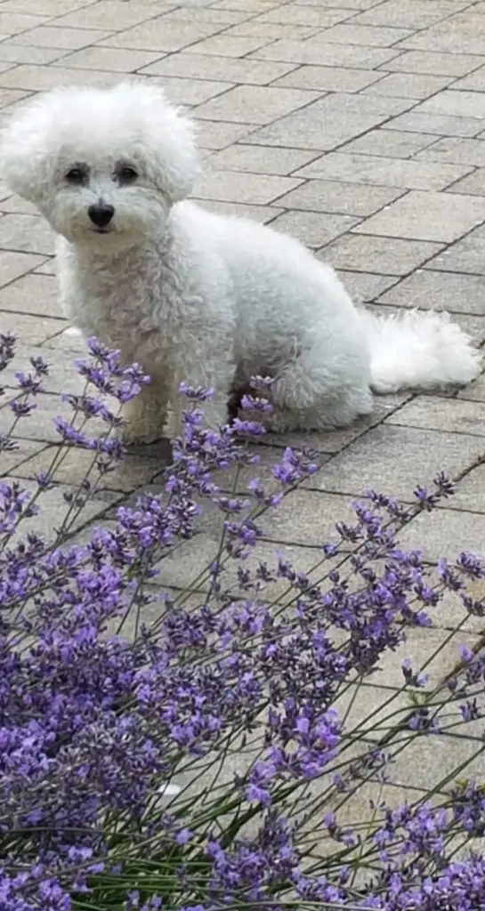 Condolence image of Kirsten