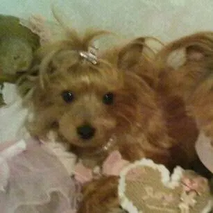 Condolence image of Deine Hundemama, Dein Hundepapa und Dein geliebter Benji