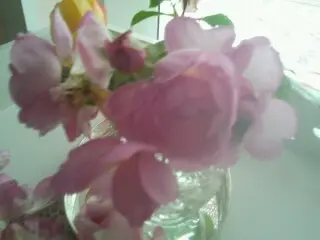 Condolence image of In Liebe Deine Rosalie ♡