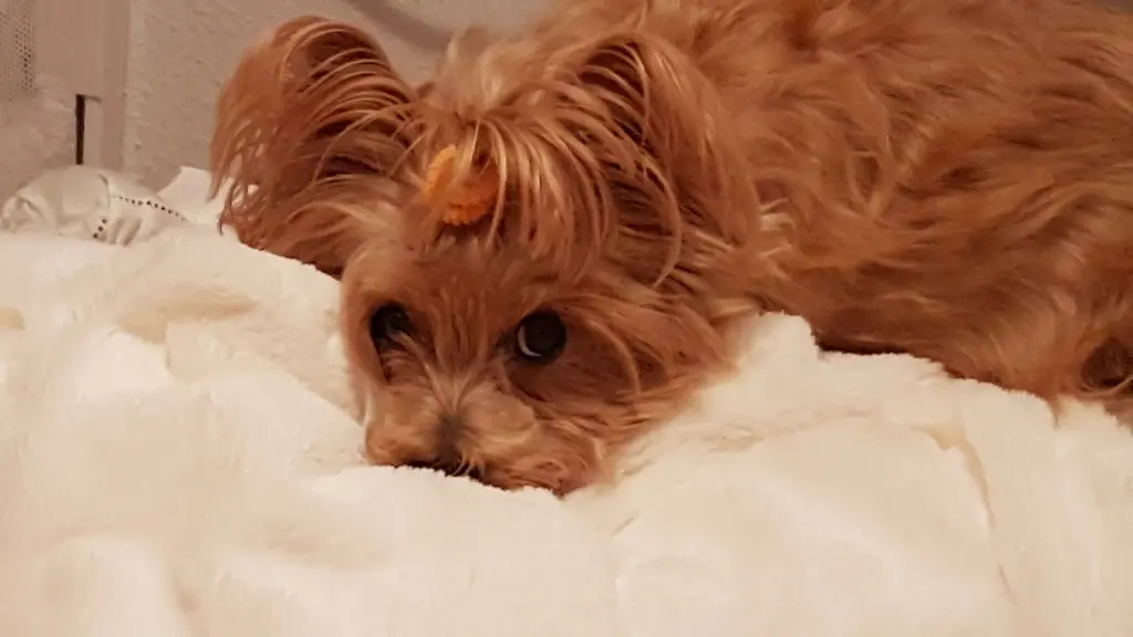 Condolence image of Benji und Rosalie