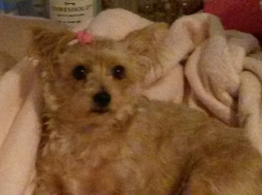Condolence image of Deine Hundemama,  Dein Hundepapa und Dein geliebter Benji 