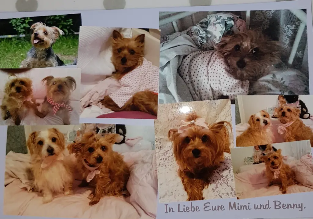 Condolence image of Dein Hundepapa, deine Hundemama und dein Benji und Deine Rosalie 
