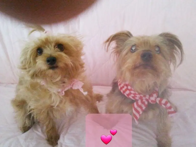 Condolence image of Dein Hiundepapa, Deine Hundemama,. dein Benji und deine Rosalie