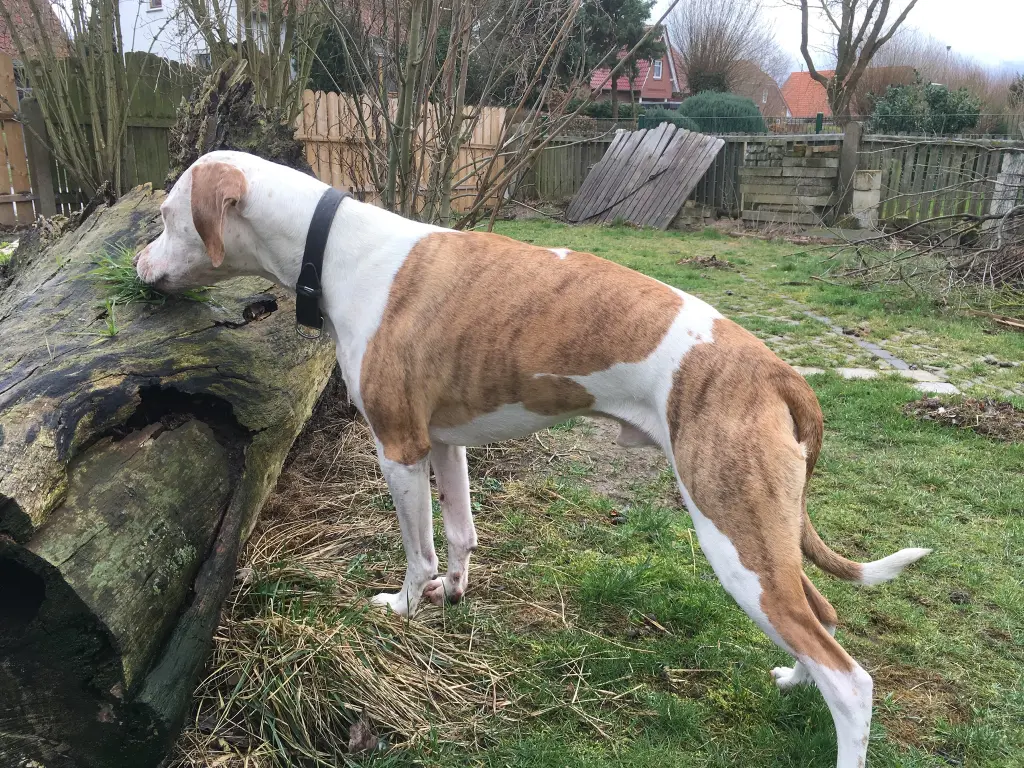 Image from Ziggy