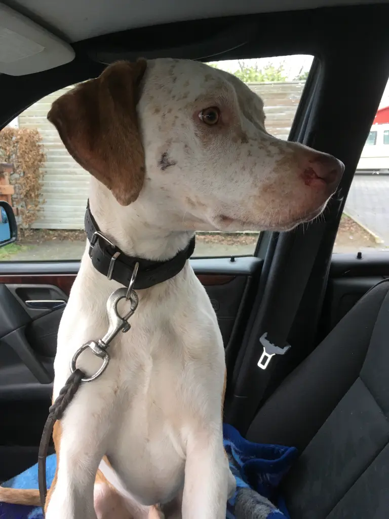 Image from Ziggy