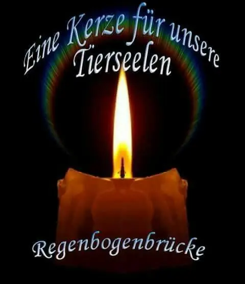 Condolence image of Martina mit Seelenhund Samy ♥️⭐♥️ für immer im Herzen