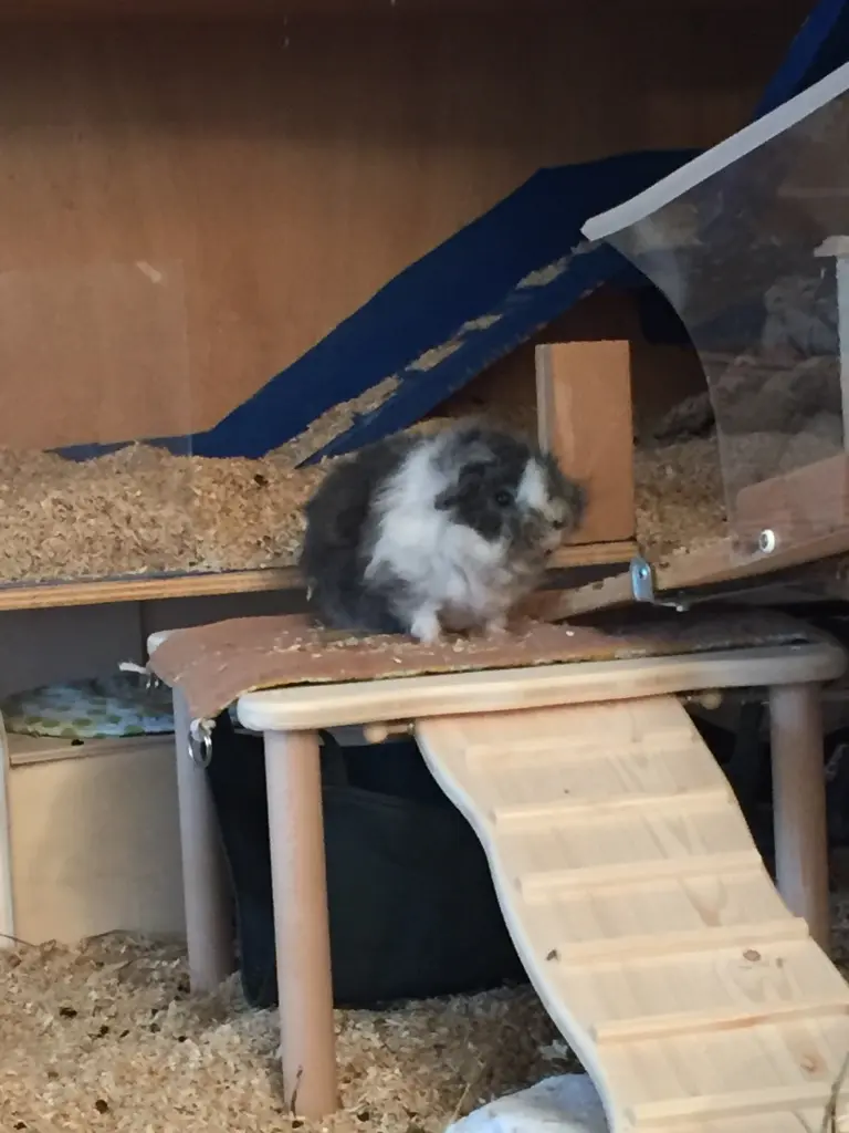 Andachtsbild von Marcus, Melanie und die Fellnasen